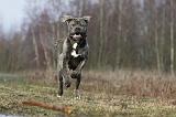 CANE CORSO 690
